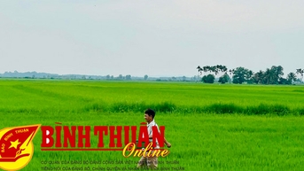Sản xuất lúa ST25 theo hướng an toàn sinh học