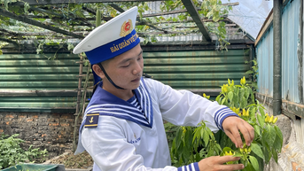 Gà gáy ở Trường Sa
