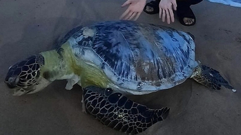 50kg 바다거북이 해안으로 떠밀려 왔다