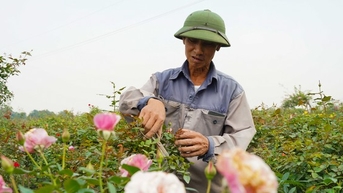 메린 꽃 재배 지역의 사람들은 음력설 시즌 동안 분주합니다.
