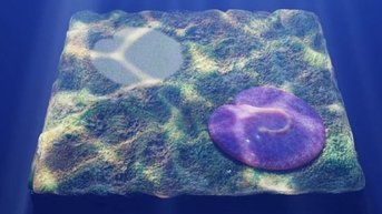 សត្វដែលមានអាយុ 600 លានឆ្នាំ "ពិបាកកំណត់" ហាក់ដូចជានៅដដែល