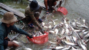 Cá thương phẩm giảm, cá giống tăng