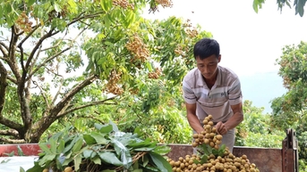 điểm tựa vững chắc cho các hợp tác xã