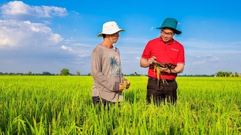 ធនាគារ Agribank ផ្តល់ដើមទុនឥណទានដើម្បីអភិវឌ្ឍស្រូវគុណភាពខ្ពស់ចំនួន 1 លានហិកតា