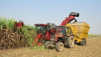 Đang ‘hồi sinh’ nhưng ngành mía đường vẫn còn nhiều thách thức