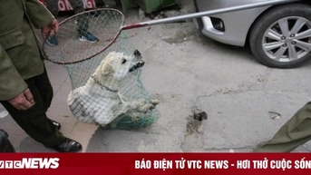 Hà Nội tiếp tục thúc giục lập đội bắt chó thả rông