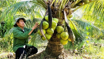 Phát triển vùng nguyên liệu dừa phục vụ chế biến, xuất khẩu