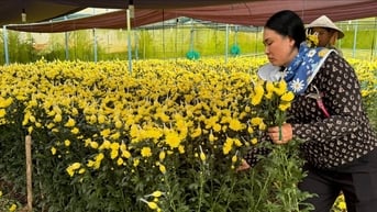 Nông dân Lâm Đồng nâng cao chất lượng hoa Tết nhờ giải pháp phòng trừ sâu bệnh hiệu quả