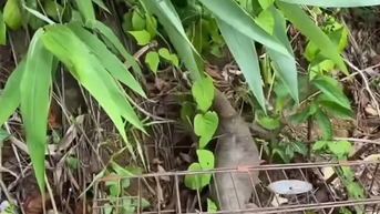 Kỳ đà vân, con động vật hoang dã quý hiếm người dân Huế giao nộp đã được thả về Vườn Quốc gia Bạch Mã