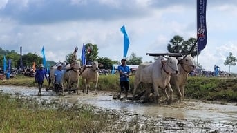 An Giang nhộn nhịp lễ hội đua bò Bảy Núi