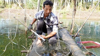Nuôi cá mú, cá đặc sản thịt ngon ngọt dưới tán rừng ở Kiên Giang, người ta tranh nhau mua