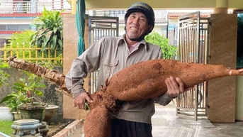 Nông dân Hà Tĩnh đào được củ sắn "khổng lồ", dài hơn 1m