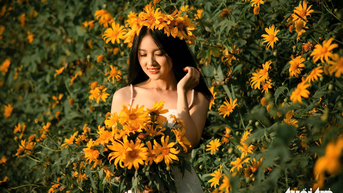 Hoa dã quỳ vào mùa bung nở đẹp nhất ở ngoại ô và vùng ven Đà Lạt