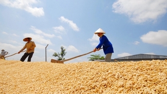 Giá lúa giảm mạnh 200-500 đồng/kg, gạo xuất khẩu giảm nhẹ