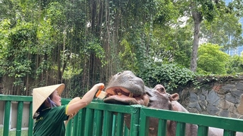 Đến Thảo Cầm Viên chơi, du khách bất ngờ thấy hà mã được... đánh răng