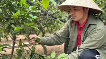Việc nhẹ, mang lại thu nhập khá nhờ loại lá phổ biến ở vùng nông thôn