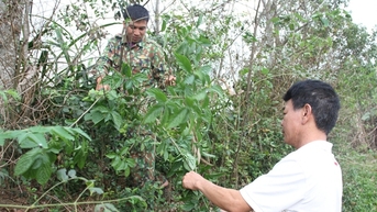 Loại rau dại nhai đắng gắt nay là đặc sản, nay già trẻ đi săn lùng ở Thái Nguyên, đó là rau gì?