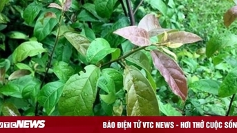 Cách uống xạ đen thanh lọc cơ thể