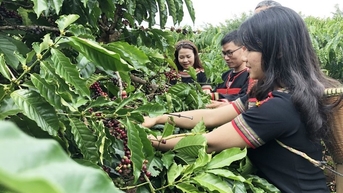 Lo ngại nắng nóng tại Brazil, giá cà phê xuất khẩu tăng vọt lên mức cao nhất 6 tháng
