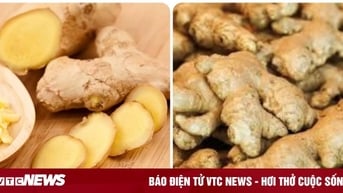 Những người không nên ăn gừng thường xuyên