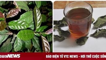 Uống lá xạ đen có tác dụng gì?