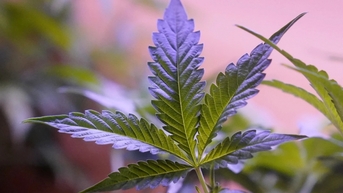 ចំនួនអ្នកប្រើប្រាស់កញ្ឆាលើសពីចំនួនអ្នកផឹកស្រានៅសហរដ្ឋអាមេរិក។