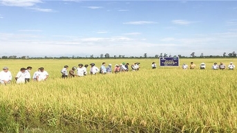 ខេត្ត Quang Tri៖ ខិតខំ​ឱ្យ​មាន​ផ្ទៃដី​ផលិត​ស្រូវ​សរីរាង្គ​ចំនួន 2,000 ហិកតា​នៅ​ទូទាំង​ខេត្ត​ត្រឹម​ឆ្នាំ 2030