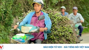 Giá cau ở miền Trung chững lại do thương lái Trung Quốc dè chừng