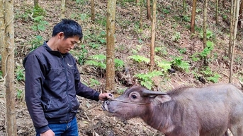 Chỉ đạo làm rõ những bất thường Dự án hỗ trợ trâu cho hộ nghèo