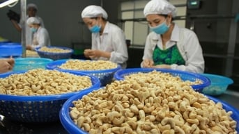 Việt Nam chi gần 2,3 tỷ USD mua hạt điều trong hơn 7 tháng đầu năm