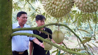 Khóc ròng với sầu riêng nghịch vụ