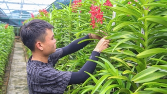 Nguồn lan Tết dồi dào, các nhà vườn Đà Nẵng chỉ đợi khách đến mua