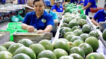 Nhiều cơ hội xuất khẩu mới cho rau quả