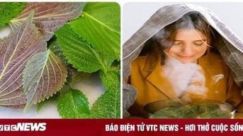 Rửa mặt bằng lá tía tô hàng ngày có tốt?