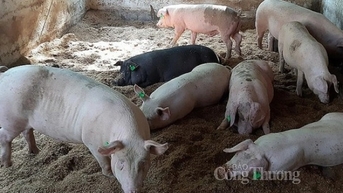 Tăng rải rác, neo ở mức cao 71.000 đồng/kg