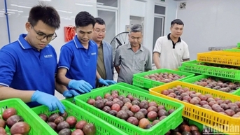 Xuất khẩu rau quả, đích đến 7 tỷ USD đang rất gần