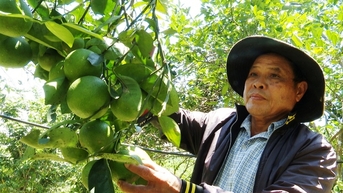 Ở một nơi của Quảng Nam, nông dân "biến" chất thải thành phân gì mà trồng cây tốt um?