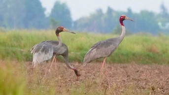 9 sếu đầu đỏ về khu bảo tồn ở Kiên Giang