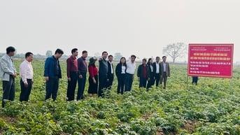 Hà Nội sẽ xây dựng vùng trồng khoai tây vụ Đông tập trung, quy mô lớn