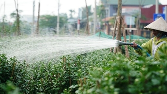 Nhà vườn xứ Huế tất bật vào vụ hoa Tết