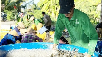 Tôm càng xanh, tôm sú là vật nuôi chủ lực đang tăng giá tốt nhất ở Kiên Giang, xúc lên bán trúng