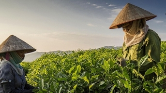 គាំទ្រការពារម៉ាកតែ Tan Cuong រក្សាចំណងជើង "តែដំបូង"