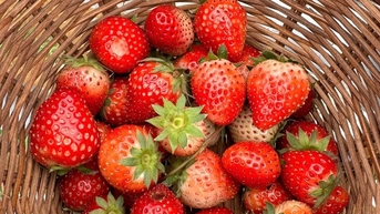 Trồng măng tây ví như rau vua, dâu tây ra quả đỏ mọng ở cổng trời Bình Định, khách du lịch đang đến