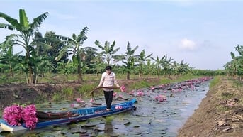 Liều đào mương trồng bông súng Đà Lạt mùa nước nổi, một ông nông dân Hậu Giang trúng lớn