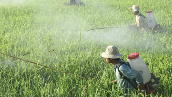 Trước khi phun thuốc trừ sâu, nông dân phải tự hỏi: Có nhất thiết dùng không
