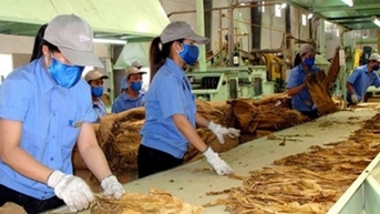 Bộ Công Thương quy định hạn ngạch thuế quan nhập khẩu thuốc lá nguyên liệu năm 2023