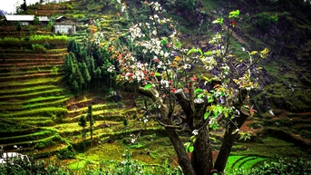 រដូវផ្ការីកត្រូវតែទៅ Ha Giang!