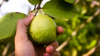 Uống lá ổi có chữa bệnh tiểu đường?