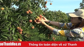 Lợi thế sản xuất theo quy trình GAP