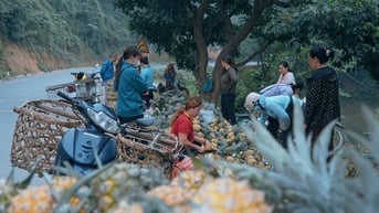 Nông dân Lào Cai thu về hàng trăm tỉ đồng nhờ trồng dứa